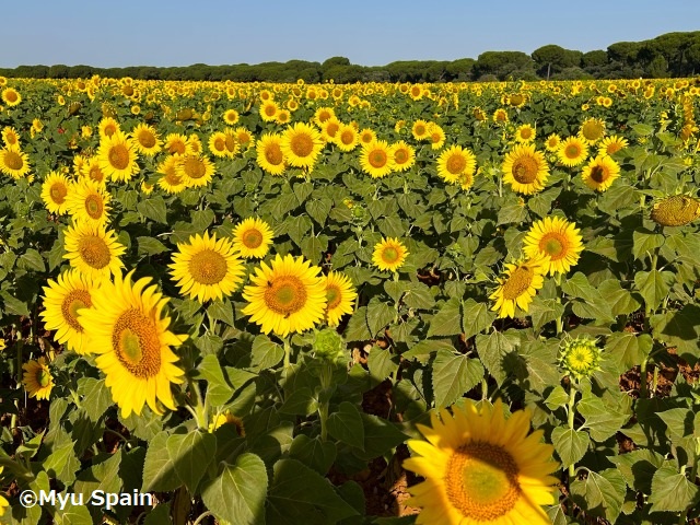 ひまわりが見たい ! 2024 ひまわりをもとめて ① みゅうマドリッド